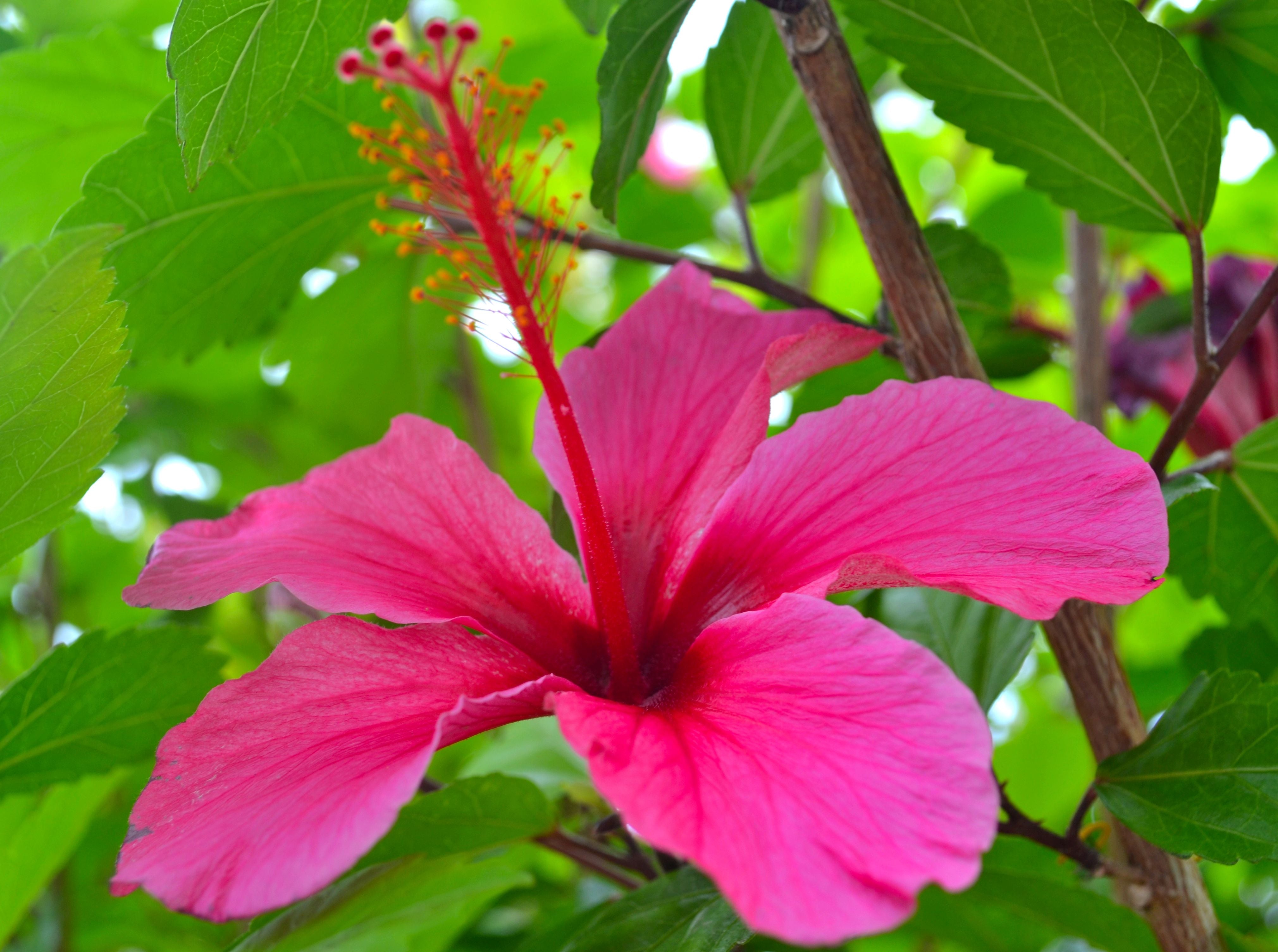 SYDNEY HALE CO. CANDLES Legend Coastal